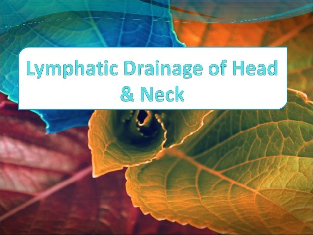 Lymphatic Drainage Of Head And Neck Drayesha