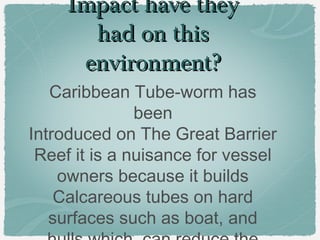 Impact have they
had on this
environment?
Caribbean Tube-worm has
been
Introduced on The Great Barrier
Reef it is a nuisance for vessel
owners because it builds
Calcareous tubes on hard
surfaces such as boat, and

 