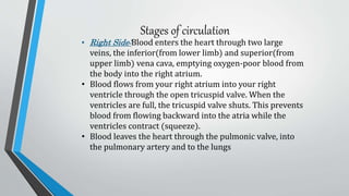 Stages of circulation
• Right Side:Blood enters the heart through two large
veins, the inferior(from lower limb) and superior(from
upper limb) vena cava, emptying oxygen-poor blood from
the body into the right atrium.
• Blood flows from your right atrium into your right
ventricle through the open tricuspid valve. When the
ventricles are full, the tricuspid valve shuts. This prevents
blood from flowing backward into the atria while the
ventricles contract (squeeze).
• Blood leaves the heart through the pulmonic valve, into
the pulmonary artery and to the lungs
 