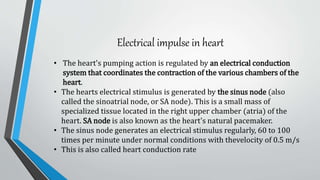 Electrical impulse in heart
• The heart's pumping action is regulated by an electrical conduction
system that coordinates the contraction of the various chambers of the
heart.
• The hearts electrical stimulus is generated by the sinus node (also
called the sinoatrial node, or SA node). This is a small mass of
specialized tissue located in the right upper chamber (atria) of the
heart. SA node is also known as the heart's natural pacemaker.
• The sinus node generates an electrical stimulus regularly, 60 to 100
times per minute under normal conditions with thevelocity of 0.5 m/s
• This is also called heart conduction rate
 