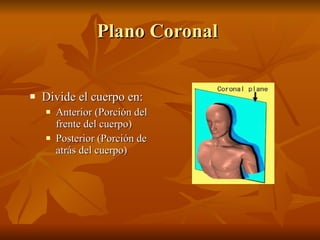 Plano Coronal <ul><li>Divide el cuerpo en: </li></ul><ul><ul><li>Anterior (Porción del frente del cuerpo) </li></ul></ul><...