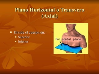 Plano Horizontal o Transvero (Axial) <ul><li>Divide el cuerpo en: </li></ul><ul><ul><li>Superior </li></ul></ul><ul><ul><l...