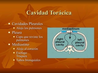 Cavidad Torácica <ul><li>Cavidades Pleurales </li></ul><ul><ul><li>Aloja los pulmones </li></ul></ul><ul><li>Pleura </li><...