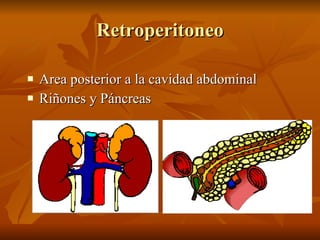 Retroperitoneo <ul><li>Area posterior a la cavidad abdominal </li></ul><ul><li>Riñones y Páncreas </li></ul>