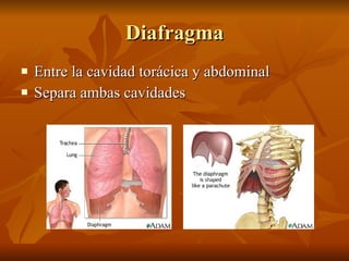 Diafragma <ul><li>Entre la cavidad torácica y abdominal </li></ul><ul><li>Separa ambas cavidades </li></ul>
