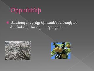    Ամենագեղեցիկը ծիրանենին ծաղկած
    ժամանակ, հոտը..... Հրաշք է.....
 