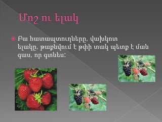    Բա հատապտուղները, վախկոտ
    ելակը, թաքնվում է թփի տակ պետք է ման
    գաս, որ գտնես:
 