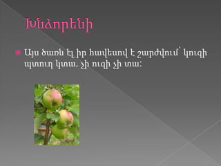    Այս ծառն էլ իր հավեսով է շարժվում՝ կուզի
    պտուղ կտա, չի ուզի չի տա:
 