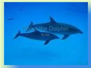 About the Dolphin
By: Ayla
 