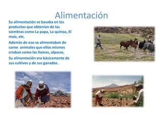 AlimentaciónSu alimentación se basaba en los
productos que obtenían de las
siembras como La papa, La quínoa, El
maíz, etc.
Además de eso se alimentaban de
carne animales que ellos mismos
criaban como las llamas, alpacas.
Su alimentación era básicamente de
sus cultivos y de sus ganados.
 