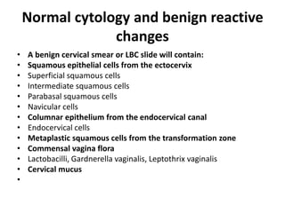 Normal cytology and benign reactive
changes
• A benign cervical smear or LBC slide will contain:
• Squamous epithelial cells from the ectocervix
• Superficial squamous cells
• Intermediate squamous cells
• Parabasal squamous cells
• Navicular cells
• Columnar epithelium from the endocervical canal
• Endocervical cells
• Metaplastic squamous cells from the transformation zone
• Commensal vagina flora
• Lactobacilli, Gardnerella vaginalis, Leptothrix vaginalis
• Cervical mucus
•
 