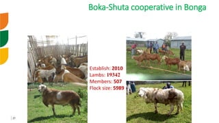 Genetic improvement of small ruminants in Ethiopia have failed and need re-think
