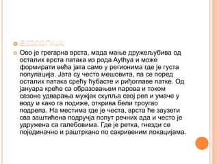 Ово је грегарна врста, мада мање дружељубива од
осталих врста патака из рода Aythya и може
формирати већа јата само у регионима где је густа
популација. Јата су често мешовита, па се поред
осталих патака срећу ћубасте и риђоглаве патке. Од
јануара креће са образовањем парова и током
сезоне удварања мужјак скупља свој реп и умаче у
воду и како га подиже, открива бели троугао
подрепа. На местима где је честа, врста ће заузети
сва заштићена подручја попут речних ада и често је
удружена са галебовима. Где је ретка, гнезди се
појединачно и раштркано по сакривеним локацијама.
 