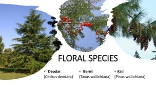 FLORAL SPECIES
• Ban Khor
(Aesculus indica)
• Silver fir
(Abies pindrow)
 