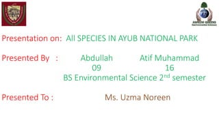 Presentation on: All SPECIES IN AYUB NATIONAL PARK
Presented By : Abdullah Atif Muhammad
09 16
BS Environmental Science 2nd semester
Presented To : Ms. Uzma Noreen
 