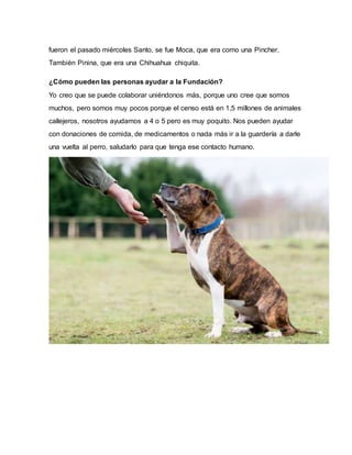 fueron el pasado miércoles Santo, se fue Moca, que era como una Pincher.
También Pinina, que era una Chihuahua chiquita.
¿Cómo pueden las personas ayudar a la Fundación?
Yo creo que se puede colaborar uniéndonos más, porque uno cree que somos
muchos, pero somos muy pocos porque el censo está en 1,5 millones de animales
callejeros, nosotros ayudamos a 4 o 5 pero es muy poquito. Nos pueden ayudar
con donaciones de comida, de medicamentos o nada más ir a la guardería a darle
una vuelta al perro, saludarlo para que tenga ese contacto humano.
 