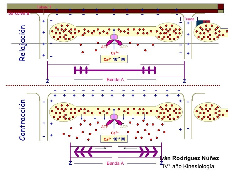 Resultado de imagen para relajación muscular fisiologia