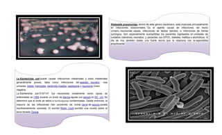 Klebsiella pneumoniae, dentro de este género bacteriano, está implicada principalmente
en infecciones nosocomiales.1 Es el agente causal de infecciones del tracto
urinario, neumonías, sepsis, infecciones de tejidos blandos, e infecciones de herida
quirúrgica. Son especialmente susceptibles los pacientes ingresados en unidades de
cuidados intensivos, neonatos, y pacientes con EPOC, diabetes mellitus o alcohólicos. A
día de hoy también existe una fuerte teoría que la relaciona con la espondilitis
anquilosante

La Escherichia coli puede causar infecciones intestinales y extra intestinales
generalmente

graves,

tales

como

infecciones

del aparato

excretor,

vías

urinarias, cistitis, meningitis, peritonitis,mastitis, septicemia y neumonía Gramnegativa.
La Escherichia

coli O157:H7

fue

reconocida

inicialmente

como

causa

de

enfermedad en 1982 durante un brote de diarrea aguda con sangre en EE. UU. Se
determinó que el brote se debía a hamburguesas contaminadas. Desde entonces, la
mayoría de las infecciones han provenido de comer carne de vacuno picada
insuficientemente cocinada. El escritor Robin Cook escribió una novela sobre el
tema titulada Toxina.

 