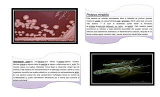 Proteus mirabilis
Esta bacteria de colonias redondeadas tiene la habilidad de producir grandes
niveles de ureasa. La ureasa hidroliza urea a amoníaco, (NH3) y eso hace a la orina
más

alcalina.

Y

al

subir

la

alcalinidad

puede

liderar

la

formación

de cristales de estruvita, carbonato de calcio, y/o apatita. Esta bacteria puede
encontrarse en cálculos, y esas bacterias escondidas allí, pueden reiniciar una
infección post tratamientos antibióticos. Al desarrollarse los cálculos, después de un
tiempo pueden seguir creciendo más y causar obstrucción dando fallas renales.

Helicobacter

pylori es

una bacteria que

infecta

el epitelio gástrico

humano.

Muchas úlceras y algunos tipos de gastritis se deben a infecciones por H. pylori. En
muchos casos, los sujetos infectados nunca llegan a desarrollar ningún tipo de
síntoma. Esta bacteria vive exclusivamente en el estómago humano, siendo el único
organismo conocido que puede subsistir en un ambiente tan extremadamente ácido.
Es una bacteria espiral (de esta característica morfológica deriva el nombre de
la Helicobacter) y puede «atornillarse» literalmente por sí misma para colonizar el
epitelio estomacal.1

 