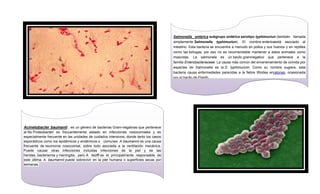 Salmonella entérica subgrupo entérica serotipo typhimuriun (también llamada
simplemente Salmonella typhimuriun). El nombre entericaestá asociado al
intestino. Esta bacteria se encuentra a menudo en pollos y sus huevos y en reptiles
como las tortugas, por eso no es recomendable mantener a estos animales como
mascotas. La salmonela es un bacilo gramnegativo que pertenece a la
familia Enterobacteriaceae. La causa más común del envenenamiento de comida por
especies de Salmonella es la S. typhimurium. Como su nombre sugiere, esta
bacteria causa enfermedades parecidas a la fiebre tifoidea enratones. ocasionada
por el bacilo de Eberth
En humanos, S. typhimurium no causa una enfermedad tan severa como la S.
typhi (otra variación de Salmonella que causa la fiebre tifoidea) y normalmente no es
fatal. La enfermedad se caracteriza por causar diarreas, dolores
abdominales, vómitos y náuseas, y suele durar unos siete días.

Acinetobacter baumanii , es un género de bacterias Gram-negativas que pertenece
al filo Proteobacteri es frecuentemente aislado en infecciones nosocomiales y es
especialmente frecuente en las unidades de cuidados intensivos, donde tanto los casos
esporádicos como los epidémicos y endémicos s comunes. A baumannii es una causa
frecuente de neumonía nosocomial, sobre todo asociada a la ventilación mecánica.
Puede causar otras infecciones incluidas infecciones de la piel y de las
heridas, bacteriemia y meningitis, pero A. lwoffi es el principalmente responsable de
este última. A. baumannii puede sobrevivir en la piel humana o superficies secas por
semanas.

 
