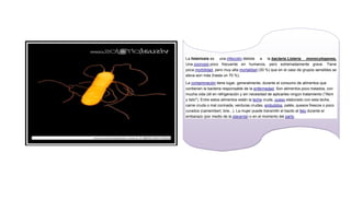 La listeriosis es una infección debida a la bacteria Listeria monocytogenes.
Una zoonosis poco frecuente en humanos, pero extremadamente grave. Tiene
poca morbilidad, pero muy alta mortalidad (30 %) que en el caso de grupos sensibles se
eleva aún más (hasta un 70 %).
La contaminación tiene lugar, generalmente, durante el consumo de alimentos que
contienen la bacteria responsable de la enfermedad. Son alimentos poco tratados, con
mucha vida útil en refrigeración y sin necesidad de aplicarles ningún tratamiento ("Abrir
y listo"). Entre estos alimentos están la leche cruda, queso elaborado con esta leche,
carne cruda o mal cocinada, verduras crudas, embutidos, patés, quesos frescos o poco
curados (camembert, brie...). La mujer puede transmitir el bacilo al feto durante el
embarazo (por medio de la placenta) o en el momento del parto.

 
