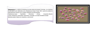 Enterococcus es un género de bacterias del ácido láctico del división Firmicutes. Los miembros
de este género eran clasificados como Streptococcus Grupo D hasta 1984 cuando los análisis de
ADN genómicos indicaron que un género separado era más apropiado.
Enterococcus causa

importantes

infecciones

clínicas,

incluyendo infección

urinaria, bacteremia, endocarditis, diverticulitis y meningitis. Las cepas sensibles de estas
Bacterias pueden tratarse con ampicilina y vancomicina

 