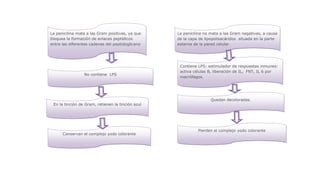 La penicilina mata a las Gram positivas, ya que
bloquea la formación de enlaces peptídicos
entre las diferentes cadenas del peptidoglicano

No contiene LPS

En la tinción de Gram, retienen la tinción azul

Conservan el complejo yodo colorante

La penicilina no mata a las Gram negativas, a causa
de la capa de lipopolisacáridos situada en la parte
externa de la pared celular.

Contiene LPS: estimulador de respuestas inmunes:
activa células B, liberación de IL, FNT, IL 6 por
macrófagos.

Quedan decoloradas.

Pierden el complejo yodo colorante

 