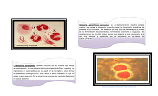 Neisseria gonorrhoeae (gonococo) es un diplococo Gram negativo, oxidasa
positivo, que causa la gonococia, una enfermedad de transmisión sexual que se
presenta en los humanos.1 Se diferencia de otros tipos de Neisseria por la prueba
de la fermentación de carbohidratos, fermentando solamente a la glucosa. Se
caracteriza por ser de difícil cultivo, siendo muy exigente a nivel nutricional y a la
vez muy sensible a sustancias que se encuentran en los medios de
cultivo corrientes

La Neisseria meningitidis, también conocida por su nombre más simple
de meningococo, es una bacteria diplocóccica heterótrofa Gram negativa, de
importancia en salud pública por su papel en la meningitis1 y otras formas
de enfermedad meningocóccica. Sólo afecta a seres humanos ya que no
existe ningún reservorio. Es la única forma conocida de meningitis bacteriana
en causar epidemia

1BACTERIA NEISSERIA MENINGITIDITIS BACTERIA POSTER

 