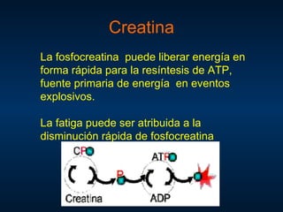 Creatina
La fosfocreatina puede liberar energía en
forma rápida para la resíntesis de ATP,
fuente primaria de energía en eventos
explosivos.

La fatiga puede ser atribuida a la
disminución rápida de fosfocreatina
 