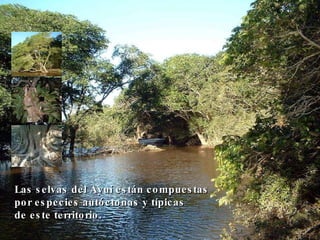 Las selvas del Ayuí están compuestas por especies autóctonas y típicas de este territorio.  