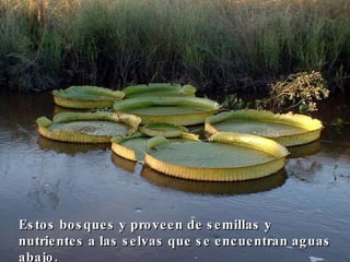 Estos bosques y proveen de semillas y nutrientes a las selvas que se encuentran aguas abajo. 