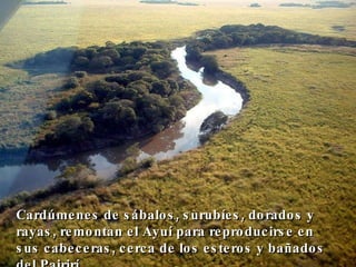 Cardúmenes de sábalos, surubíes, dorados y rayas, remontan el Ayuí para reproducirse en sus cabeceras, cerca de los esteros y bañados del Pairirí.  
