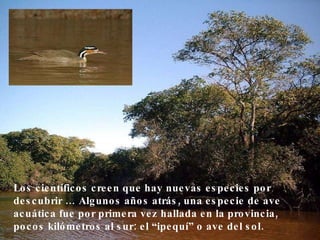 Los científicos creen que hay nuevas especies por descubrir … Algunos años atrás, una especie de ave acuática fue por primera vez hallada en la provincia, pocos kilómetros al sur: el “ipequí” o ave del sol.  