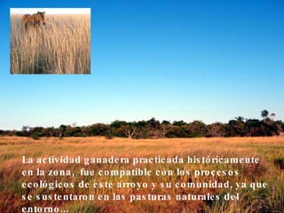 La actividad ganadera practicada históricamente en la zona,  fue compatible con los procesos ecológicos de este arroyo y su comunidad, ya que se sustentaron en las pasturas naturales del entorno...   