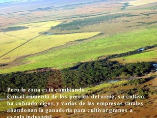 Pero la zona está cambiando…  Con el aumento de los precios del arroz, su cultivo ha cobrado vigor, y varias de las empresas rurales abandonan la ganadería para cultivar granos a escala industrial.   