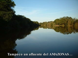 Tampoco un afluente del AMAZONAS… 