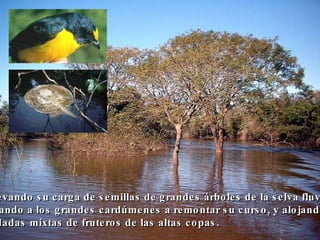 …  llevando su carga de semillas de grandes árboles de la selva fluvial,  invitando a los grandes cardúmenes a remontar su curso, y alojando  bandadas mixtas de fruteros de las altas copas.  