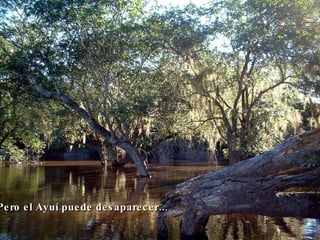 Pero el Ayuí puede desaparecer.. .   