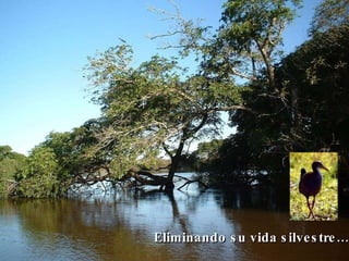 Eliminando su vida silvestre… 