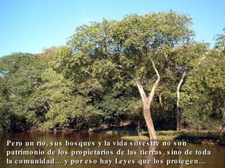 Pero un río, sus bosques y la vida silvestre no son patrimonio de los propietarios de las tierras, sino de toda la comunidad… y por eso hay Leyes que los protegen… 
