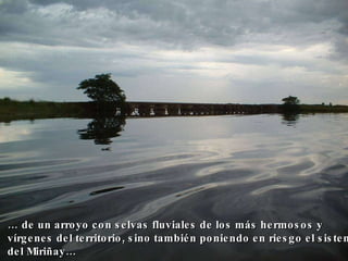 …  de un arroyo con selvas fluviales de los más hermosos y vírgenes del territorio, sino también poniendo en riesgo el sistema del Miriñay…   