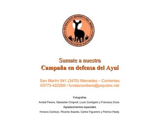 Sumate a nuestra Campaña en defensa del Ayuí San Martín 941 (3470) Mercedes – Corrientes 03773-422260 / fundacionibera@payubre.net Fotografías Aníbal Parera, Sebastián Cirignoli, Lucio Contigiani y Francisco Erize.   Agradecimientos especiales Horacio Cardozo, Ricardo Ibazeta, Carlos Figuerero y Patricio Healy. 