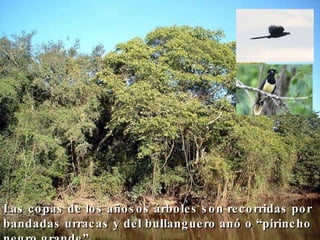 Las copas de los añosos árboles son recorridas por bandadas urracas y del bullanguero anó o “pirincho negro grande”…  