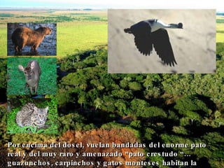 Por encima del dosel, vuelan bandadas del enorme pato real y del muy raro y amenazado “pato crestudo “… guazunchos, carpinchos y gatos monteses habitan la penumbra de matorrales de ribera   