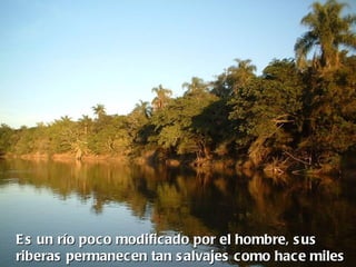 E s un río poco modificado por el hombre, s us
riberas permanecen tan s alvajes como hace miles
 