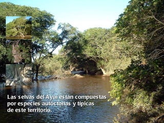 Las s elvas del A yuí es tán compues tas
por es pecies autóctonas y típicas
de es te territorio.
 