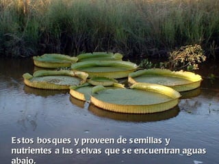 E s tos bos ques y proveen de s emillas y
nutrientes a las s elvas que s e encuentran aguas
abajo.
 