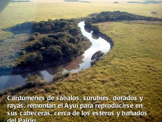 C ardúmenes de s ábalos , s urubíes , dorados y
rayas , remontan el A yuí para reproducirs e en
s us cabeceras , cerca de los es teros y bañados
 