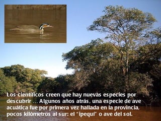 Los científicos c reen que hay nuevas es pecies por
des cubrir … A lgunos años atrás , una es pecie de ave
acuática fue por primera vez hallada en la provincia,
pocos kilómetros al s ur: el “ ipequí” o ave del s ol.
 