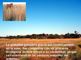La actividad ganadera prac tic ada his tóric amente
en la zona, fue c ompatible c on los proc es os
ecológicos de es te arroyo y s u c omunidad, ya que
s e s us tentaron en las pas turas naturales del
entorno...
 